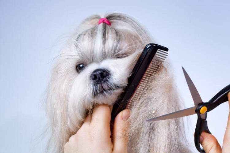 How to Groom a Shih Tzu With Scissors?