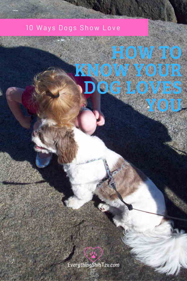 Signs Your Dog Loves You