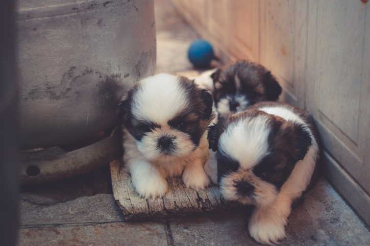 how many puppies does a shih tzu usually have