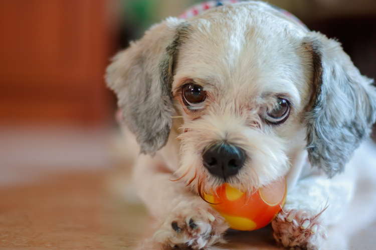 Keep you Shih Tzu active by playing with them daily