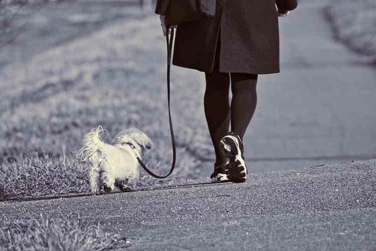 Exercise is a great way to bond with your adopted dog, and it keeps them healthy Woman walking her dog