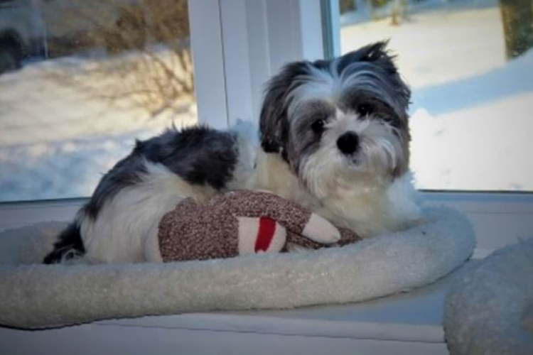 Rufus favorite spot is laying in the window
©EverythingShihTzu Black and white Shih Tzu mix laying in the window ledge