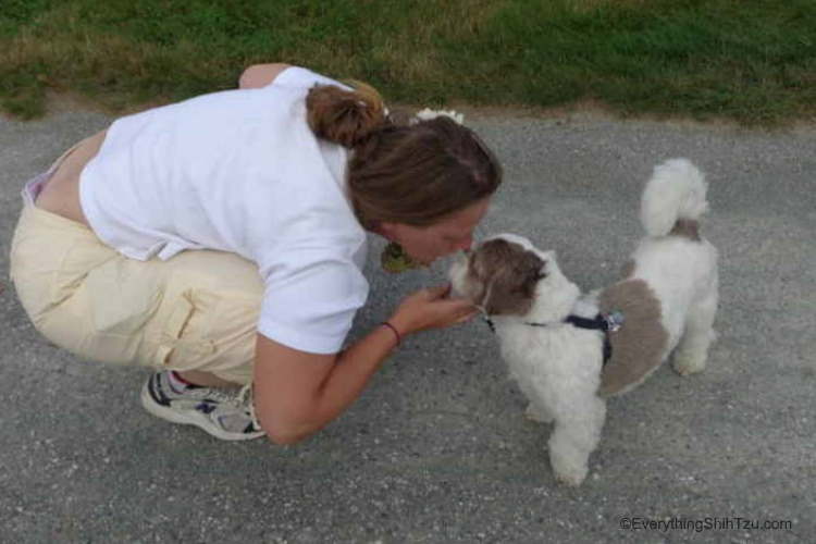 This skittish adopted Shih Tzu dog trusts this woman to be in his space Woman getting a kiss from a tan and white Shih Tzu dog