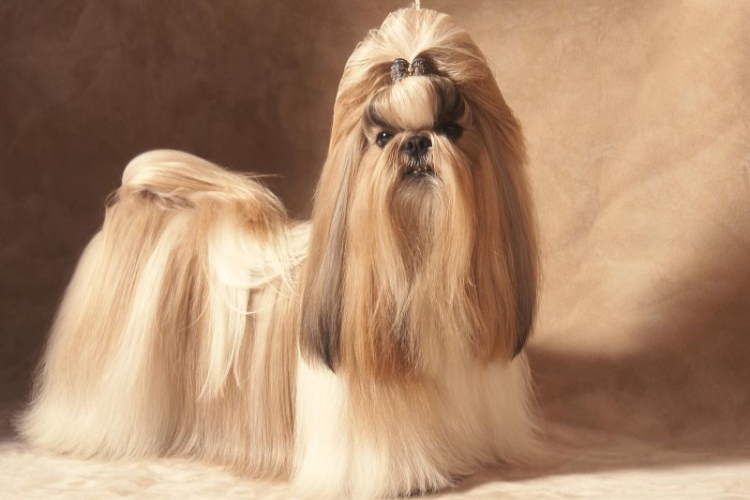 chinese shih tzu