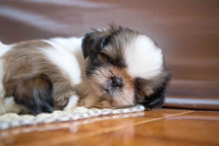 Shih shop tzu sleeping
