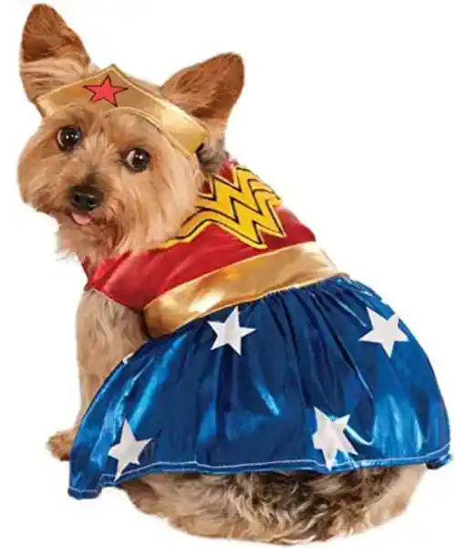 Dog wearing a Wonder Woman dog Halloween 
costume