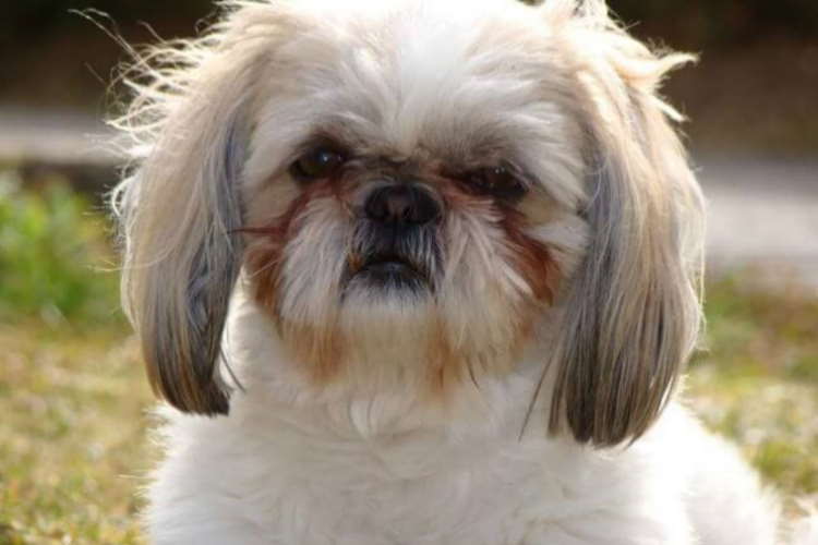 White Shih Tzu dog with severe tear stains