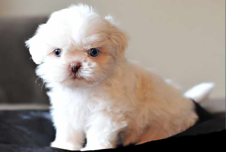 Small white Shih Tzu with blue eyes sitting down looking into camera
