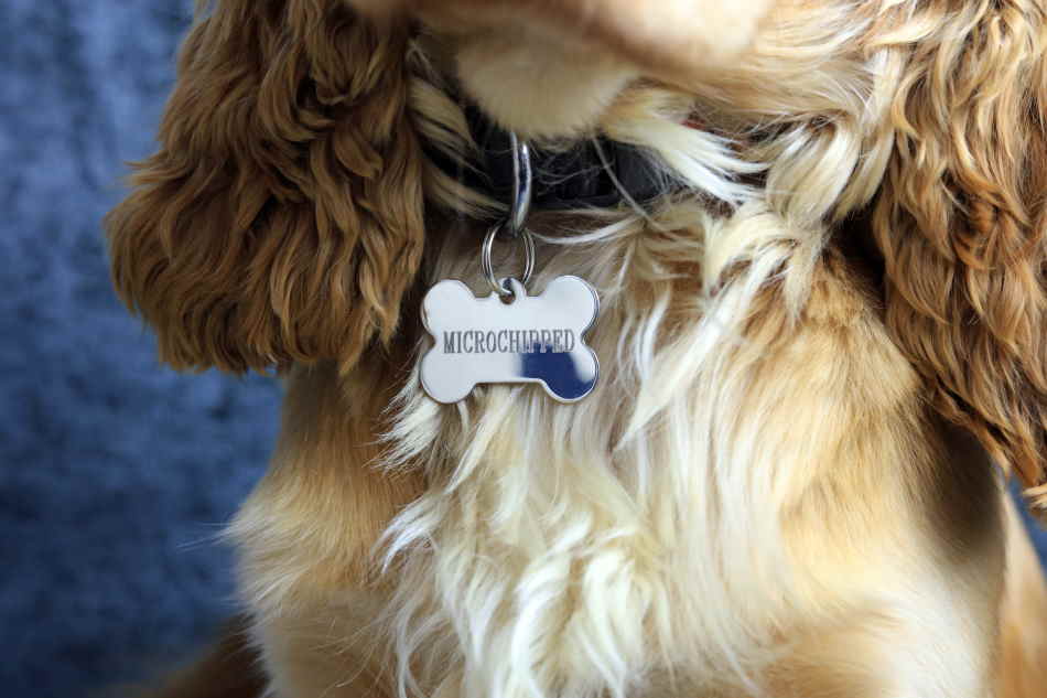 Microchip dogtag