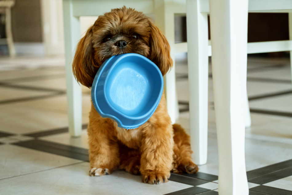 Shih Tzu holding an empty food bowl